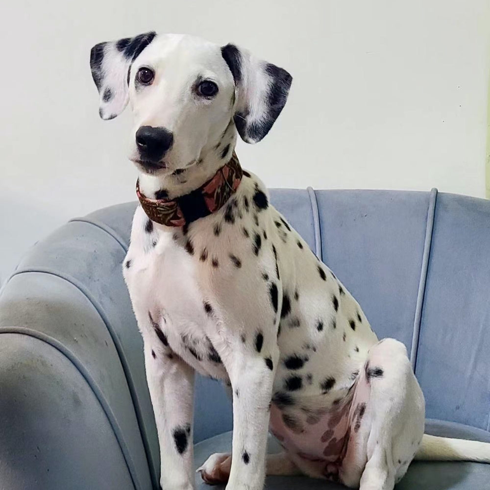 Handmade Dog Collar